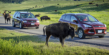 great-american-road-trip-with-bison