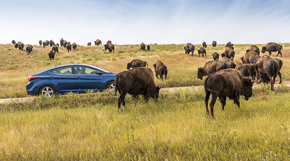car-driving-through-bison-field