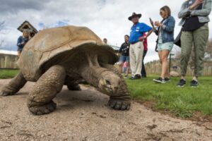 large turtle at Reptile Gardens