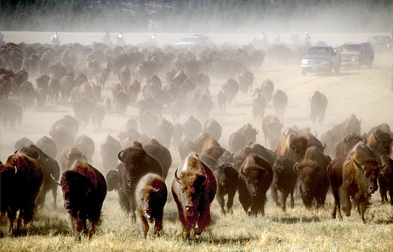 buffalo roundup